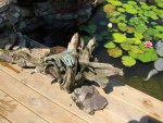pond 022.JPG