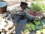 pond 023.JPG