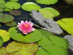pond 025.JPG