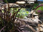 pond 039.JPG