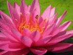 pond 044.JPG