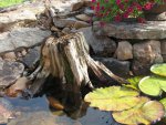 pond 068.JPG