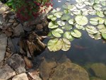 pond 079.JPG