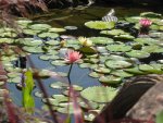 pond 040.JPG