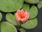 pond 007.JPG