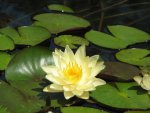 pond 026.JPG