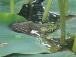 My waterbed by addy1.jpg My waterbed by addy1.jpg