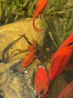 IMG_9936.jpeg