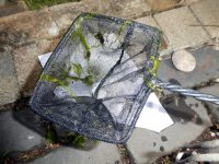 string algae.JPG