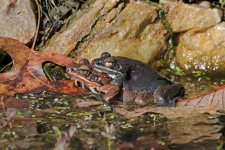 wood frog couple 01+.jpg
