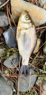 IMG_2095.jpeg