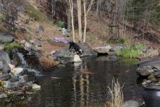 spring pond 01.JPG