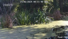 Pond Cam 19-06-2024, 17-11-40.jpg