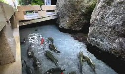 human face koi_02.JPG