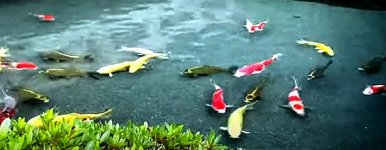 human face koi_03.JPG