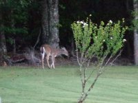 DSC07565 - Copy.JPG