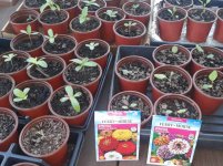 SturdyZinnias.jpeg