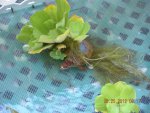 DSCN4960.JPG
