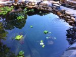 POND1.jpg