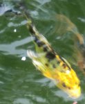 blackandyellowbutterfly.jpg