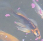 butterfire.jpg
