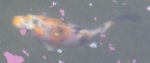drkoi.jpg