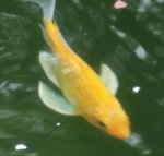 yellowbutterfly.jpg
