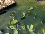 Slimey algae in koi pond plant bog.JPG