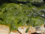 Spongey algae in stream.JPG