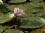 Turtle vs. koi.JPG