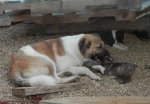 Yukon and a brindle pup.JPG