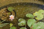 misc pond 004.JPG misc pond 004.JPG
