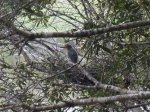 baby heron 018.JPG