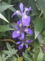 Iris_brevicaulis6.1.2026.jpeg