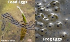 Frog-Eggs-Vs-Toad-Eggs.jpg