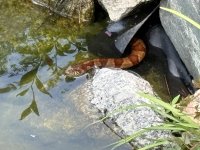 IMG_2420.jpeg