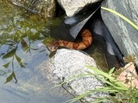 IMG_2419.jpeg