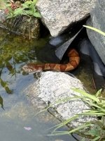 IMG_2418.jpeg