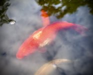 IMG_8371.jpeg