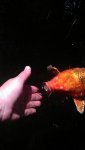 Bubble kisses by callingcolleen1.jpg Bubble kisses by callingcolleen1.jpg