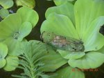 A study in green by Mmathis.jpg A study in green by Mmathis.jpg