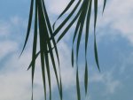 Criss cross by buckry.jpg Criss cross by buckry.jpg