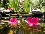 Lilies by Doug_S.jpg Lilies by Doug_S.jpg