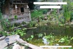 POND PIC.JPG POND PIC.JPG