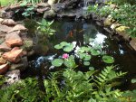 fish pond.JPG