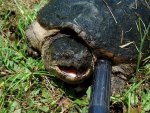 snapping_turtle_jly12_6.jpg