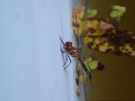 Blue Dasher Female 2.JPG