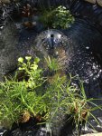 pond4.jpg