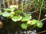 pond5.jpg