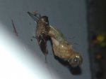 Cue the Alien take 1 by Shoestring Ponder.jpg Cue the Alien take 1 by Shoestring Ponder.jpg